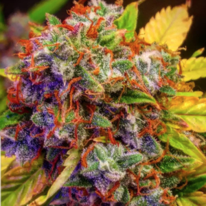 Diablo XL auto flower cannabis seeds