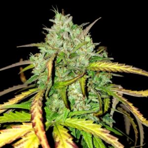 girl scout cookies auto flower cannabis seeds