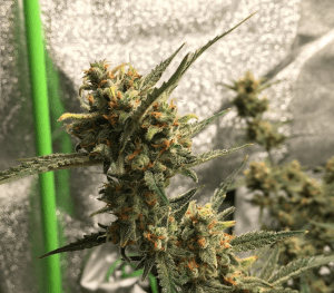 Gorilla Glue Auto flower cannabis seeds