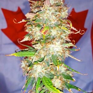 Northern big bud auto flower cannabis seeds