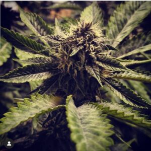 Cali Collection cherry pie cannabis seeds