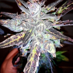 anthraz autoflower cannabis seeds