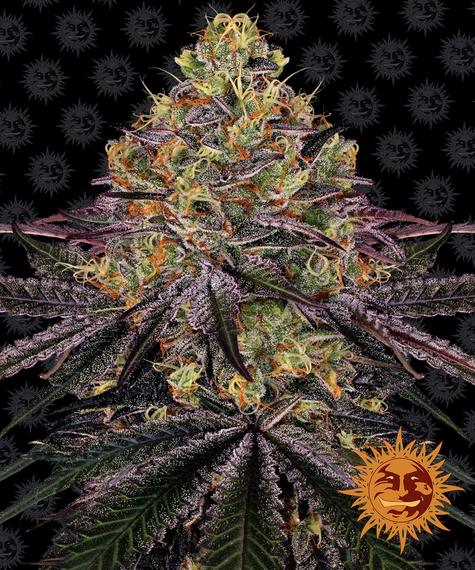 BARNEYS FARM WATERMELON ZKITTLEZ Barneys Farm Cali Seeds