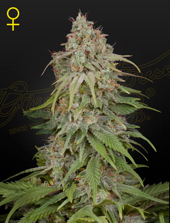 Amnesia Cannabis Seeds