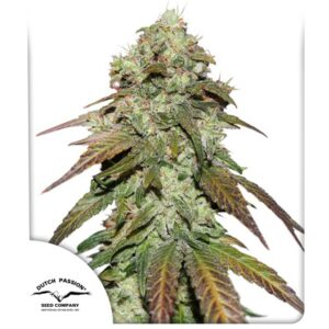 CBD CANNABIS