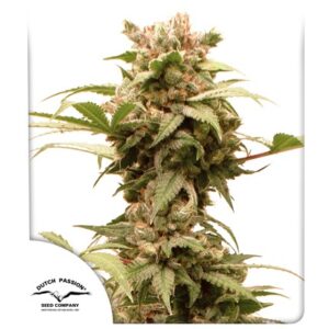 CBD CANNABIS