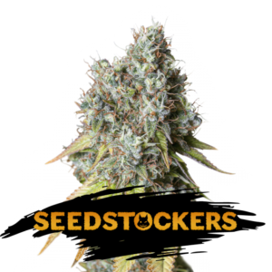 BRUCE BANNER CANNABIS