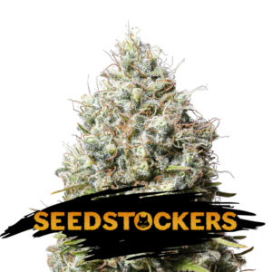 JACK-HERER