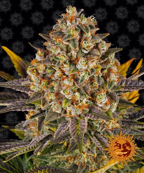 barneys farm banana punch