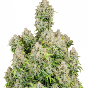 CINDERELLA AUTO