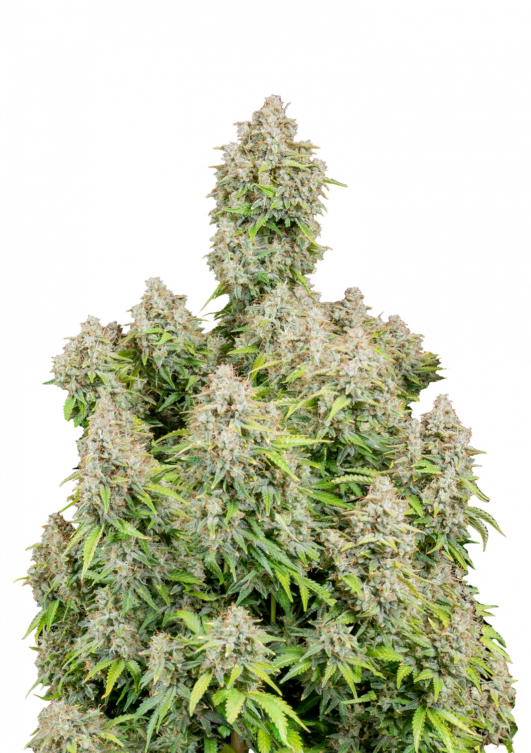 CINDERELLA AUTO