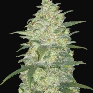 WHITE WIDOW AUTO FLOWER
