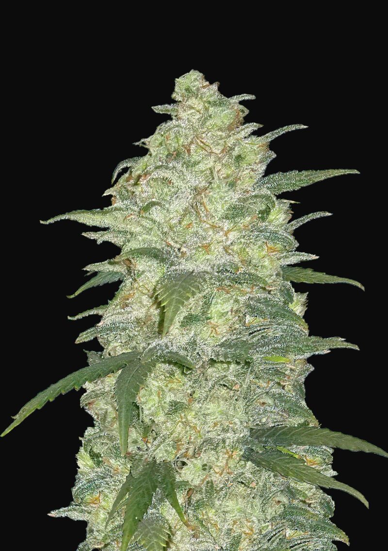 WHITE WIDOW AUTO FLOWER