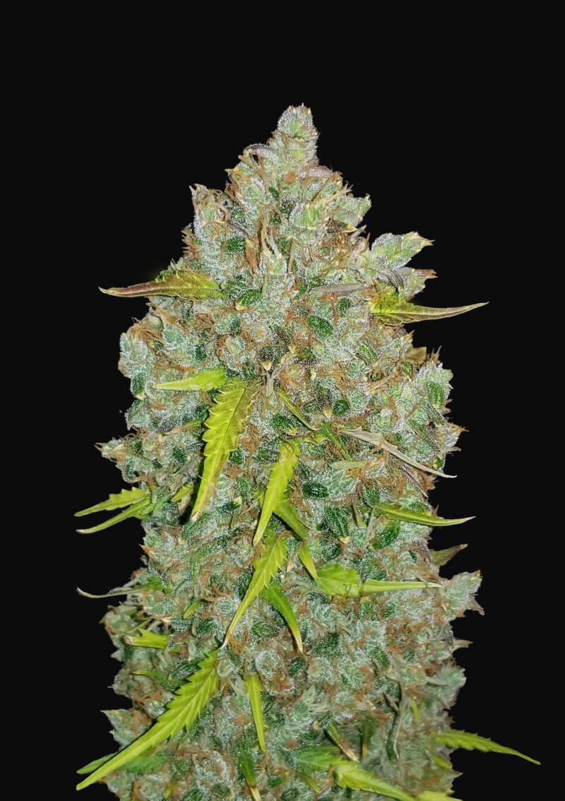42 Fast Buds BUBBLEGUM AUTO BUBBLEGUM AUTOFLOWER