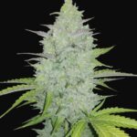 cheese auto