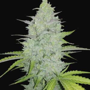 cheese auto