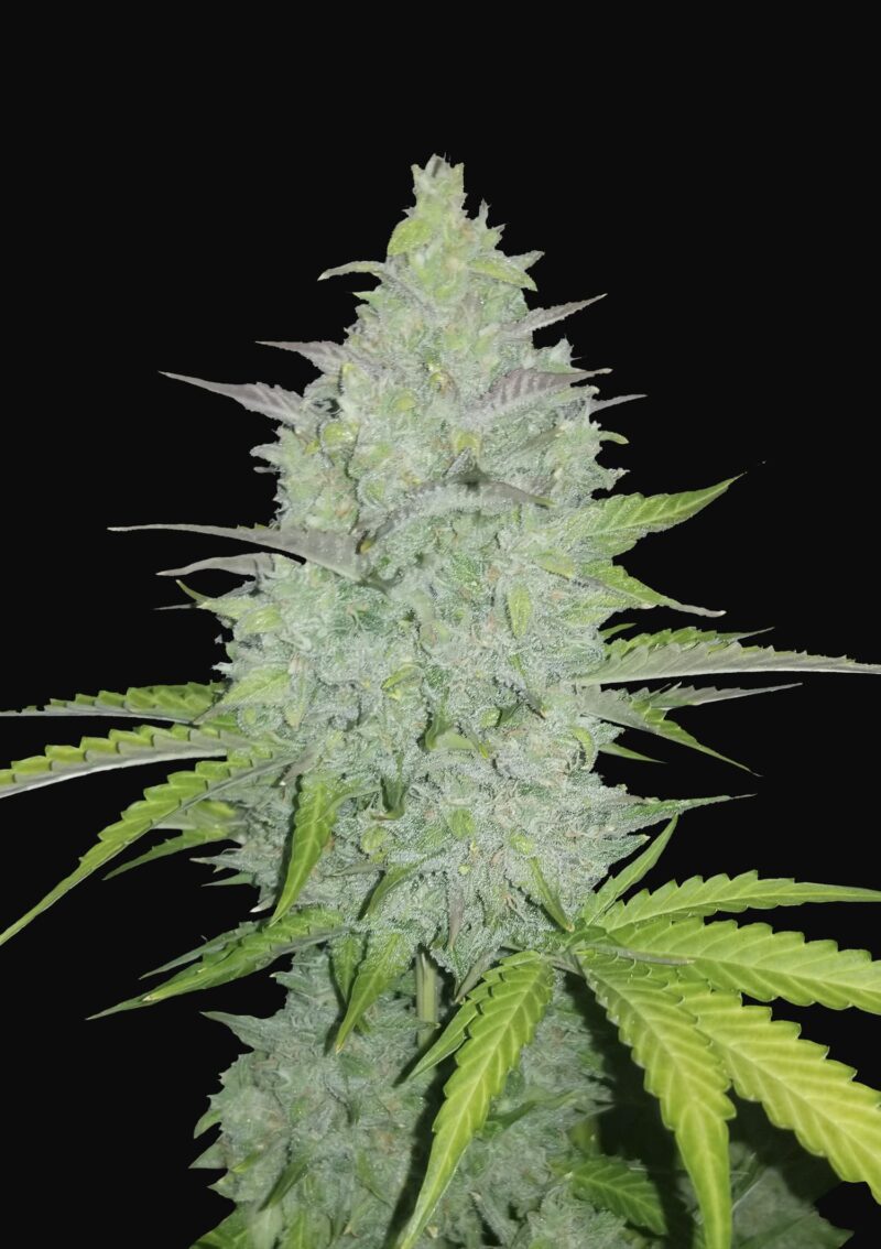42 Fast Buds CHEESE AUTO cheese auto