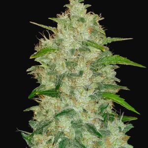 CRITICAL AUTO