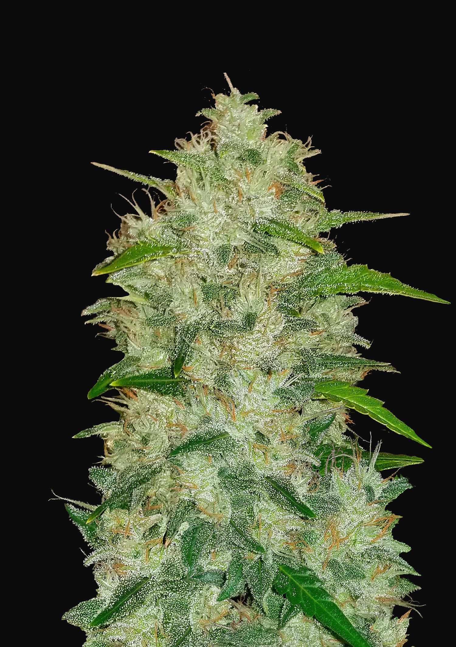 CRITICAL AUTO