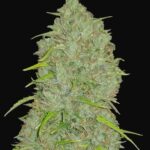 JACK HERER AUTO