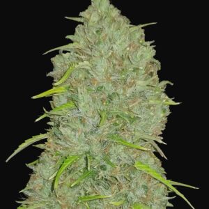 JACK HERER AUTO