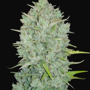 NORTHERN LIGHTS AUTO CANNABIS SEEDS