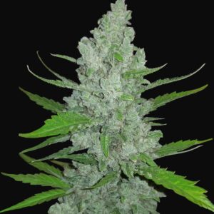 SOUR DIESEL AUTOFLOWERING CANNABIS SEEDS