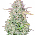 TRAINWRECK AUTO