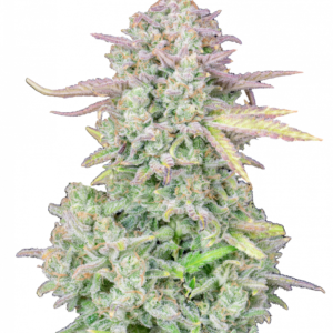 TRAINWRECK AUTO