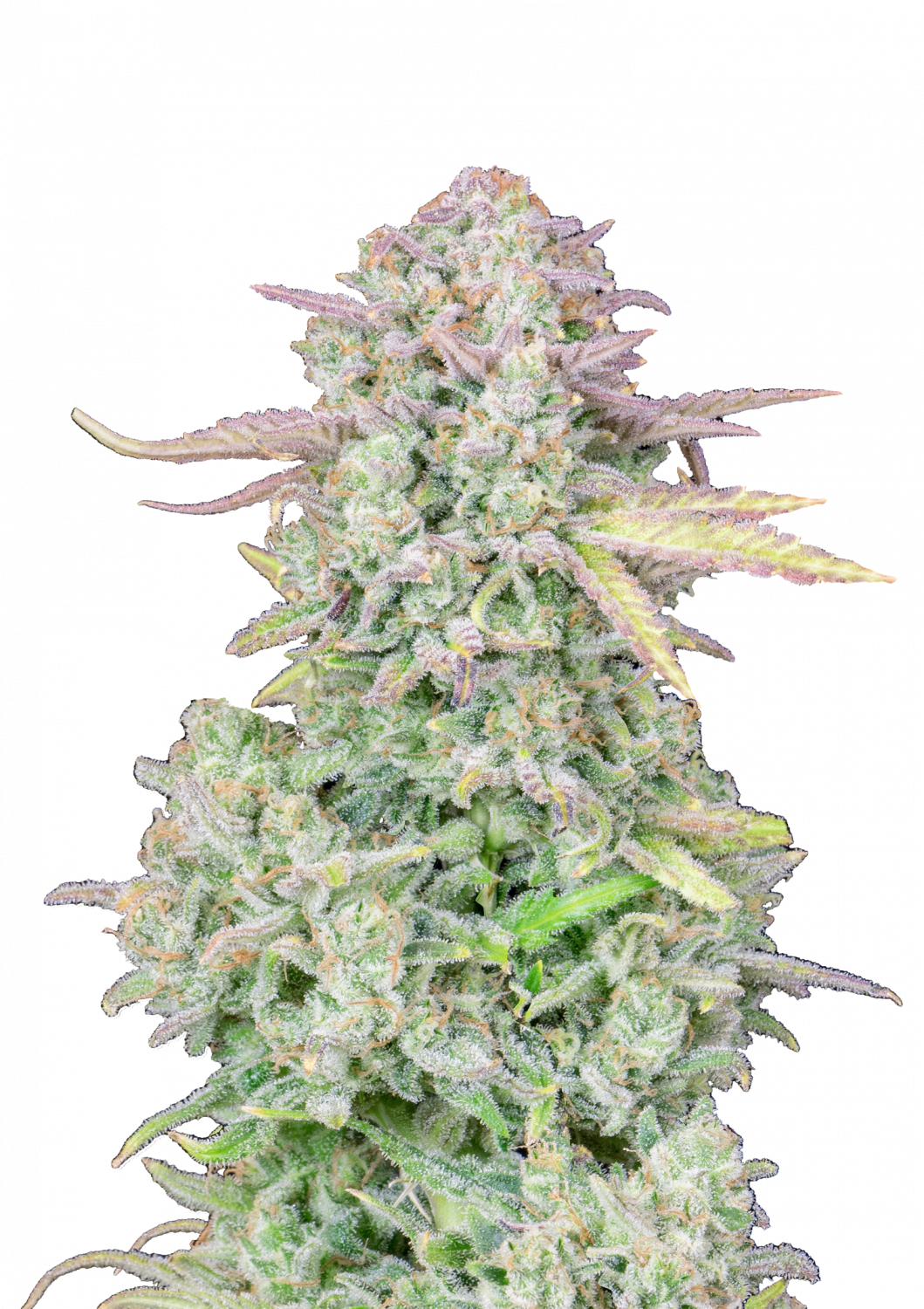 TRAINWRECK AUTO