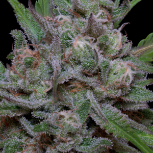 TRIPPY SHERBERT AUTO
