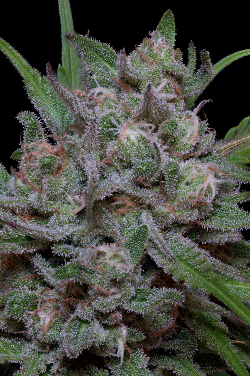 Big Head Seeds TRIPPY SHERBERT PUNCH AUTO TRIPPY SHERBERT AUTO