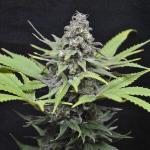 CBD CRITICAL MASS cannabis seedsĀ