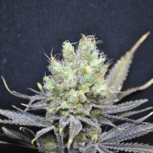 cbd cannabis seeds