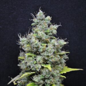 CBD SKUNKHAZE
