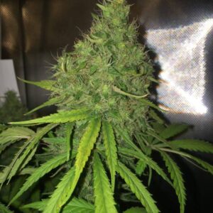 CBD CANNABIS SEEDS