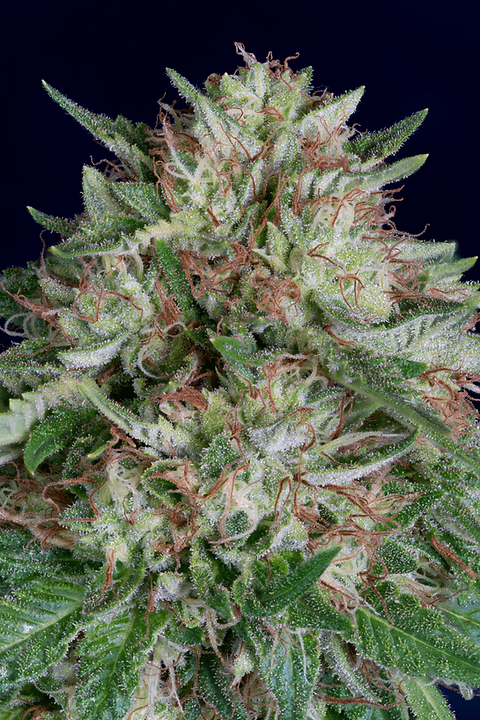 Don Avalanche DON AK AUTO