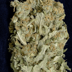 AMNESIA