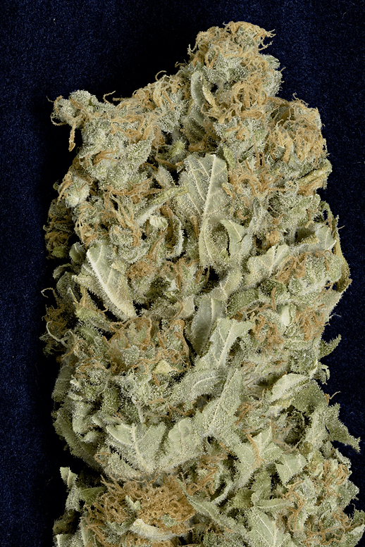 AMNESIA
