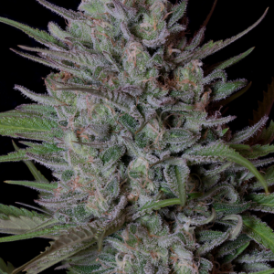 BISCOTTI CANNABIS