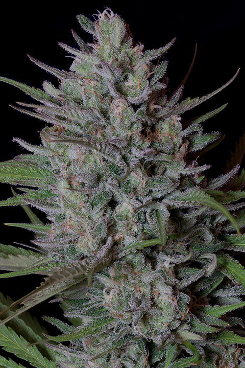 BISCOTTI CANNABIS