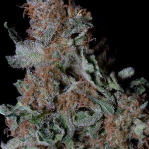 BLUEBERRY-COOKIES