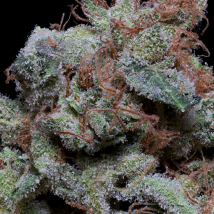 CHERRY-PIE