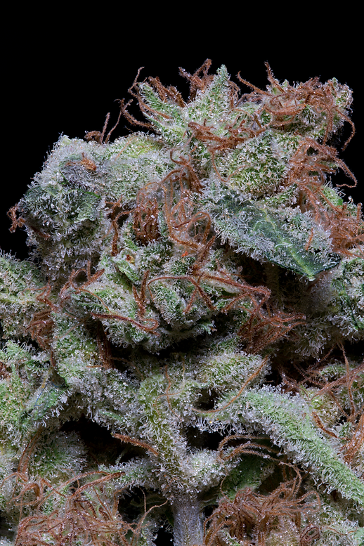 CHERRY-PIE