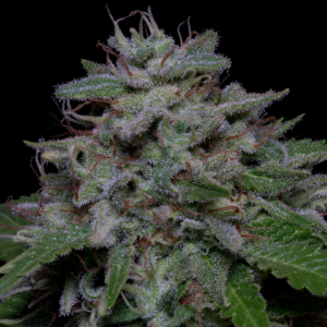 DO SI GLUE CANNABIS