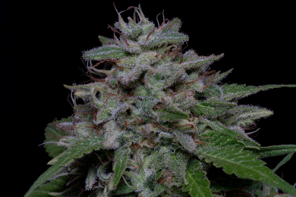DO SI GLUE CANNABIS