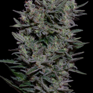 Don Gelato Auto