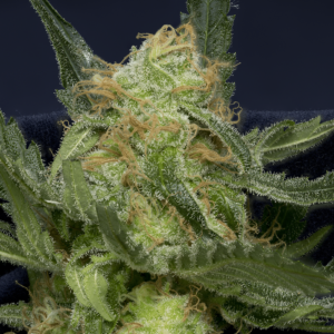 Don Avalanche DON GORILLA GLUE AUTO