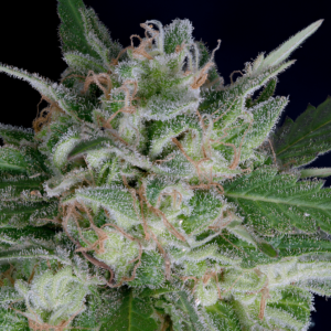 Don Avalanche DON OG KUSH AUTO