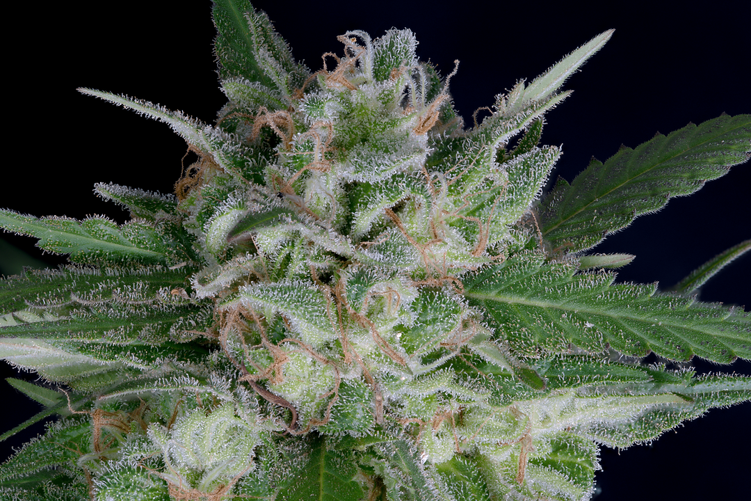 Don Avalanche DON OG KUSH AUTO